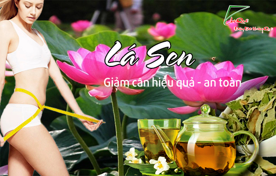 Cách giảm cân bằng nước lá sen